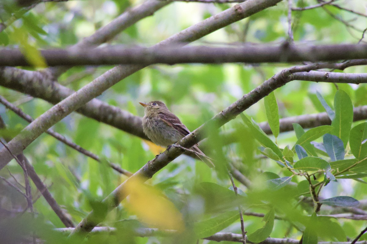 Western Flycatcher - ML622056324