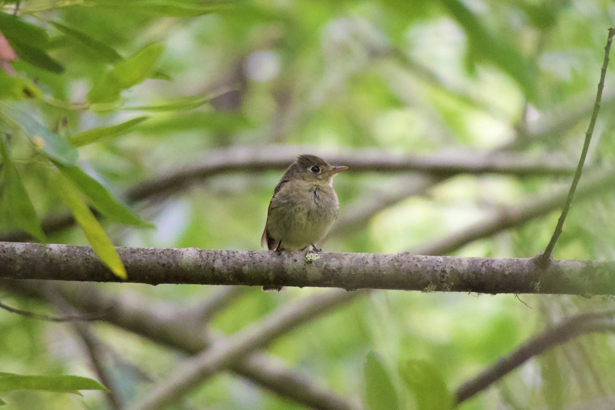 Western Flycatcher - ML622056325