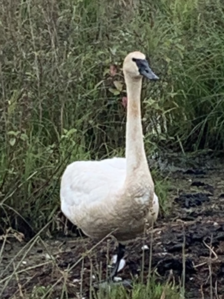 Trumpeter Swan - ML622056326