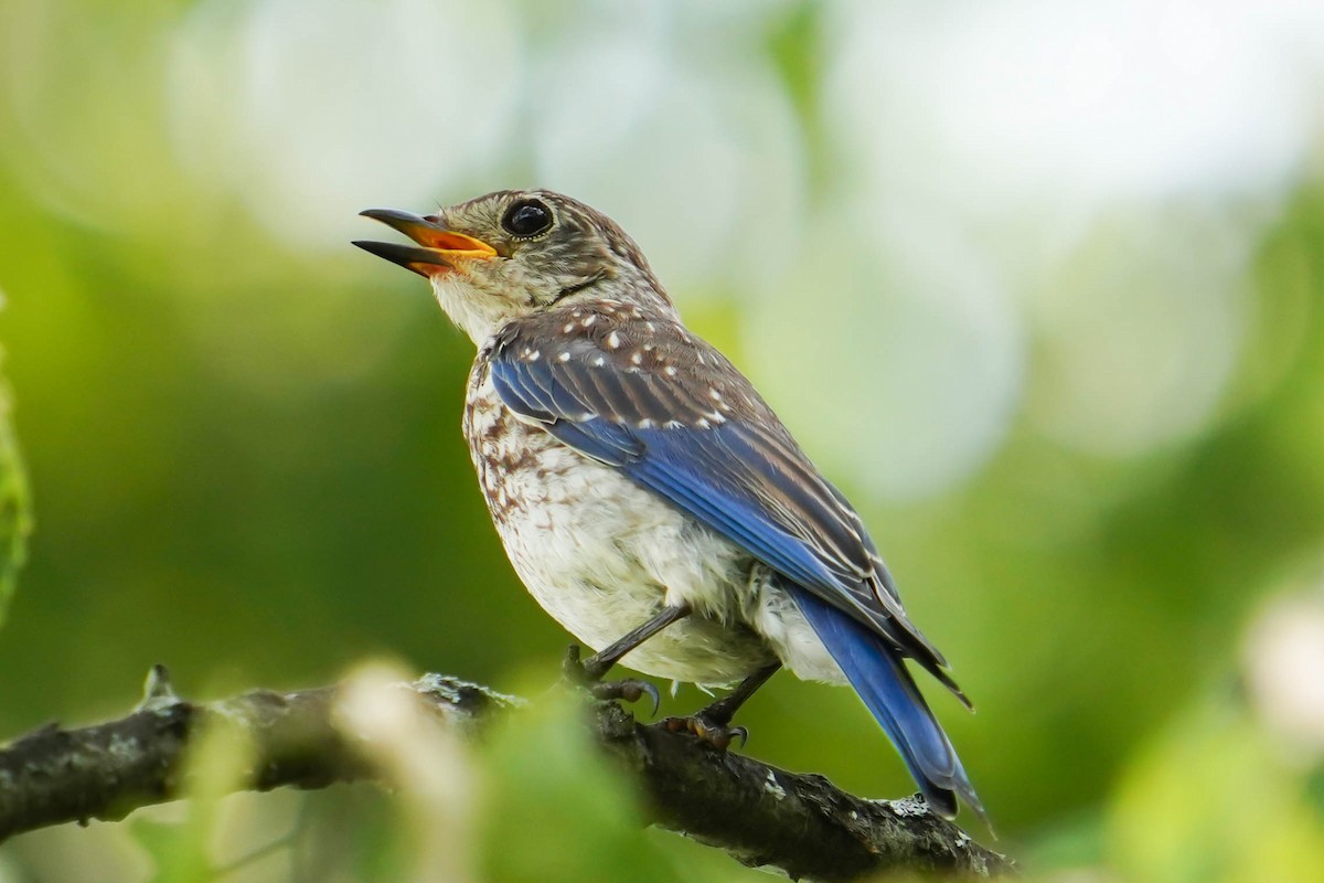 Eastern Bluebird - ML622056327