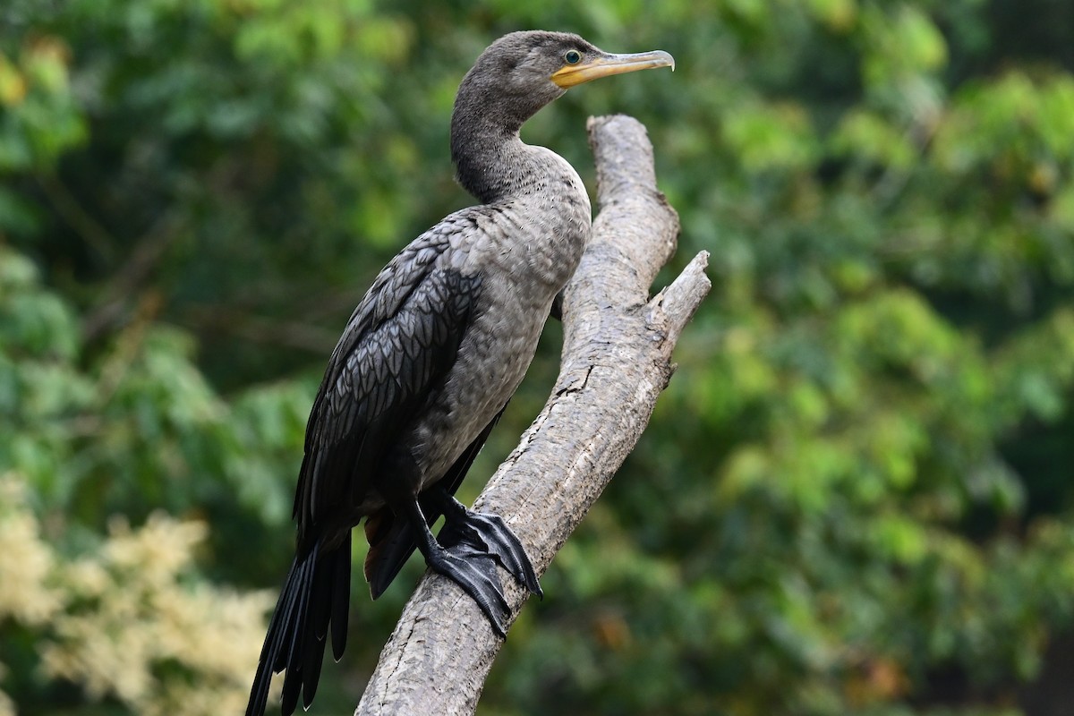 Neotropic Cormorant - ML622056328