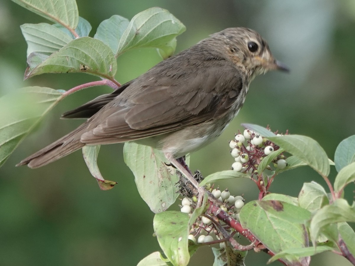 Grive à dos olive - ML622056329