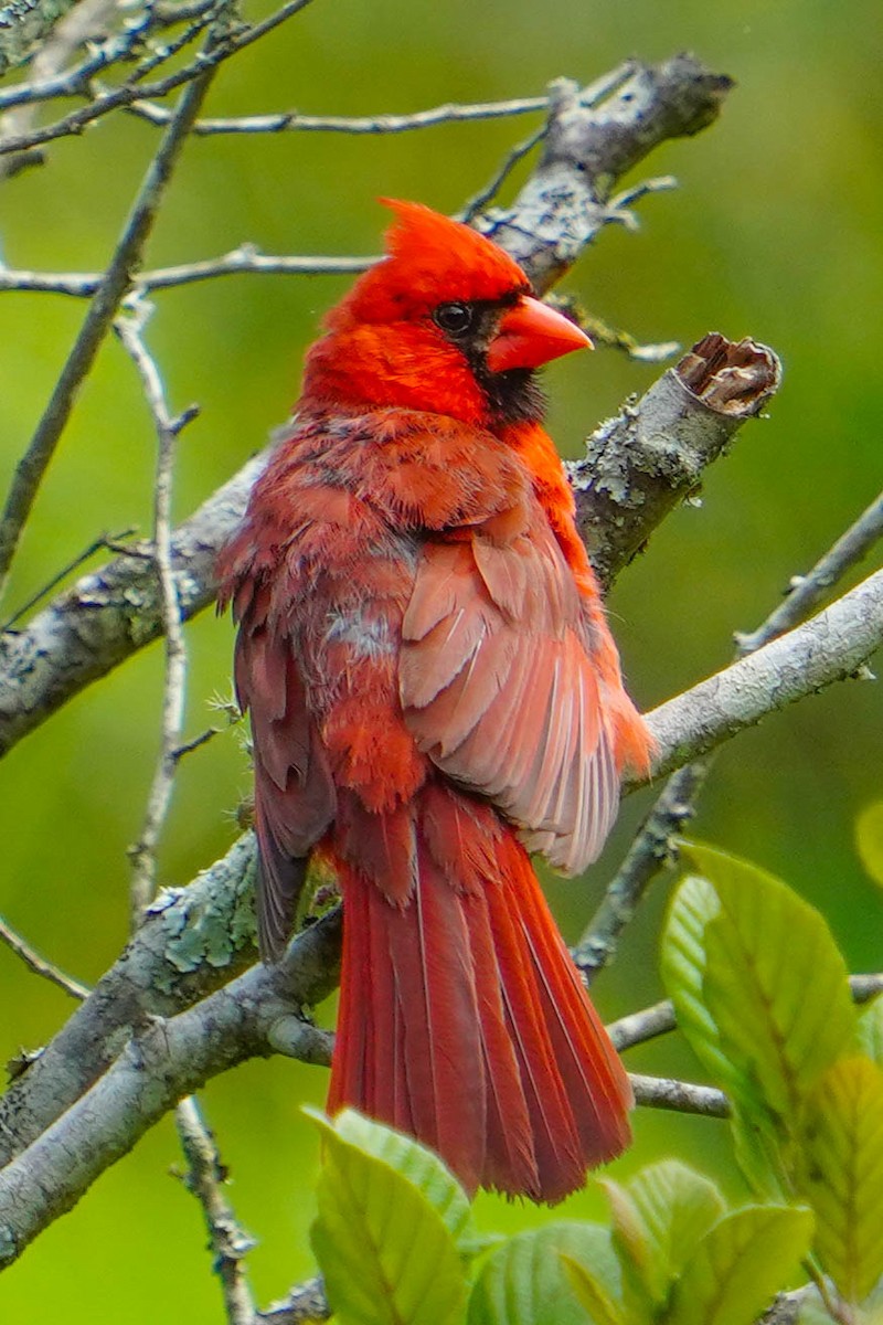 Cardinal rouge - ML622056330