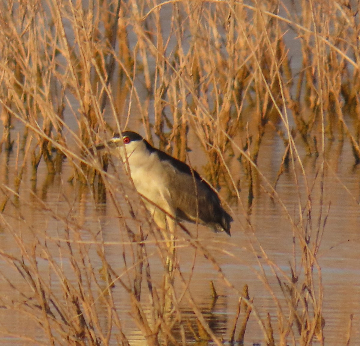 Black-crowned Night Heron - ML622056331