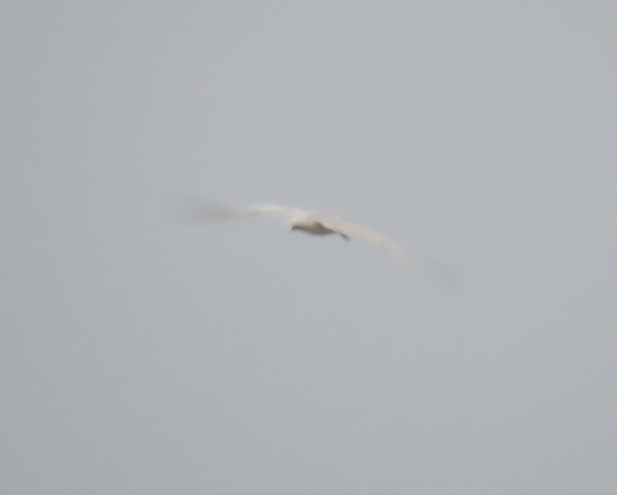 Gull-billed Tern - Nelson Contardo