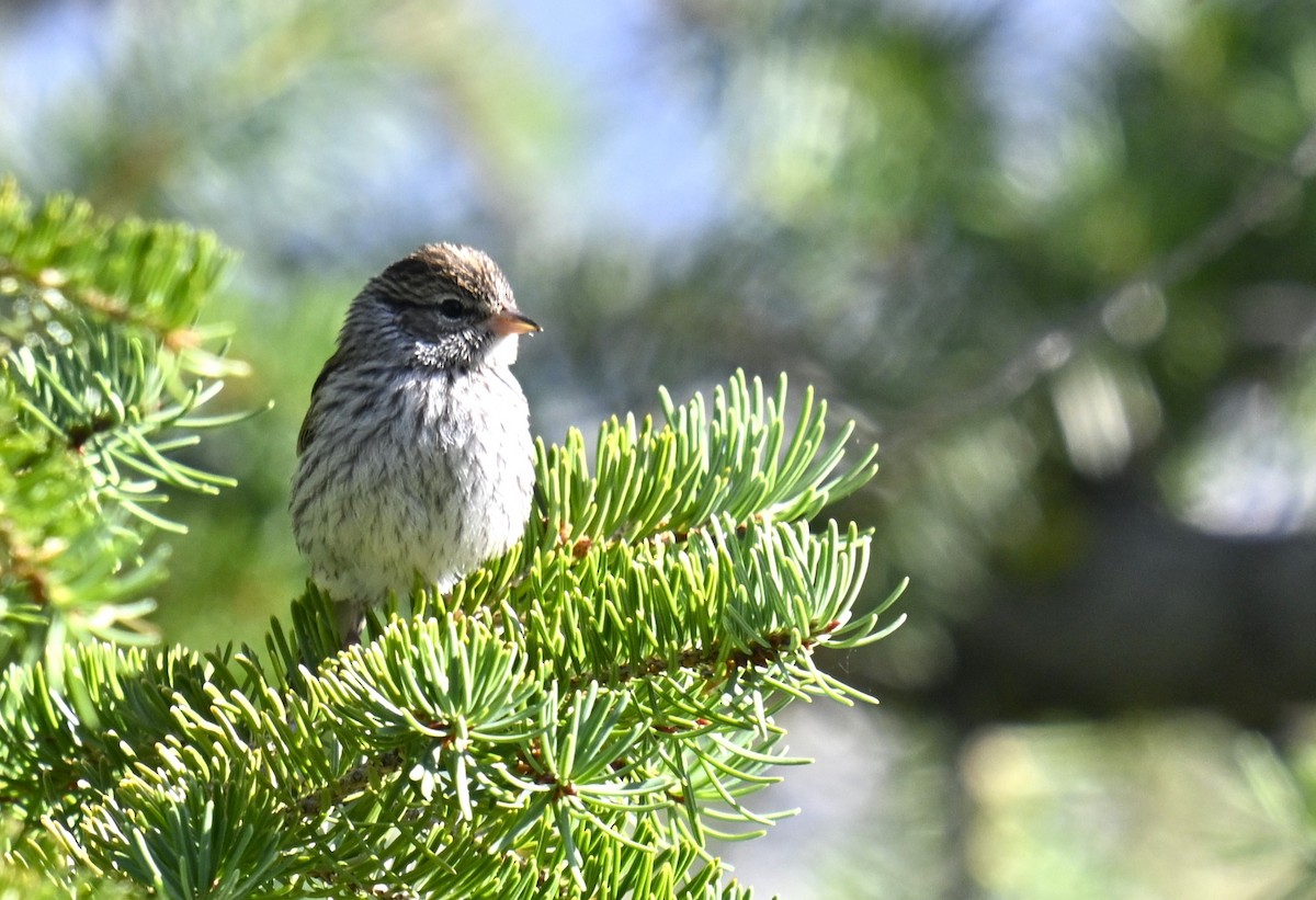 Brewer's Sparrow - ML622056333