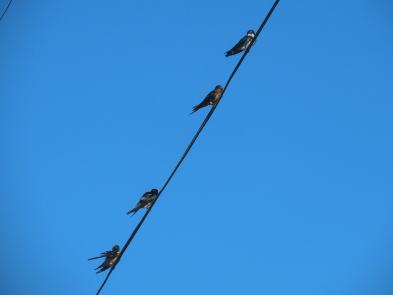 Barn Swallow - ML622056342