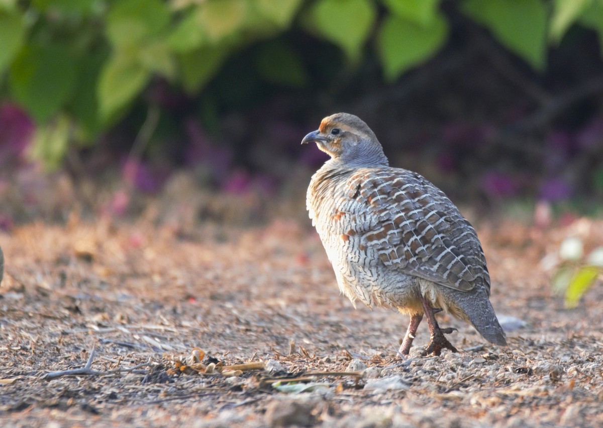 Gray Francolin - ML622056343