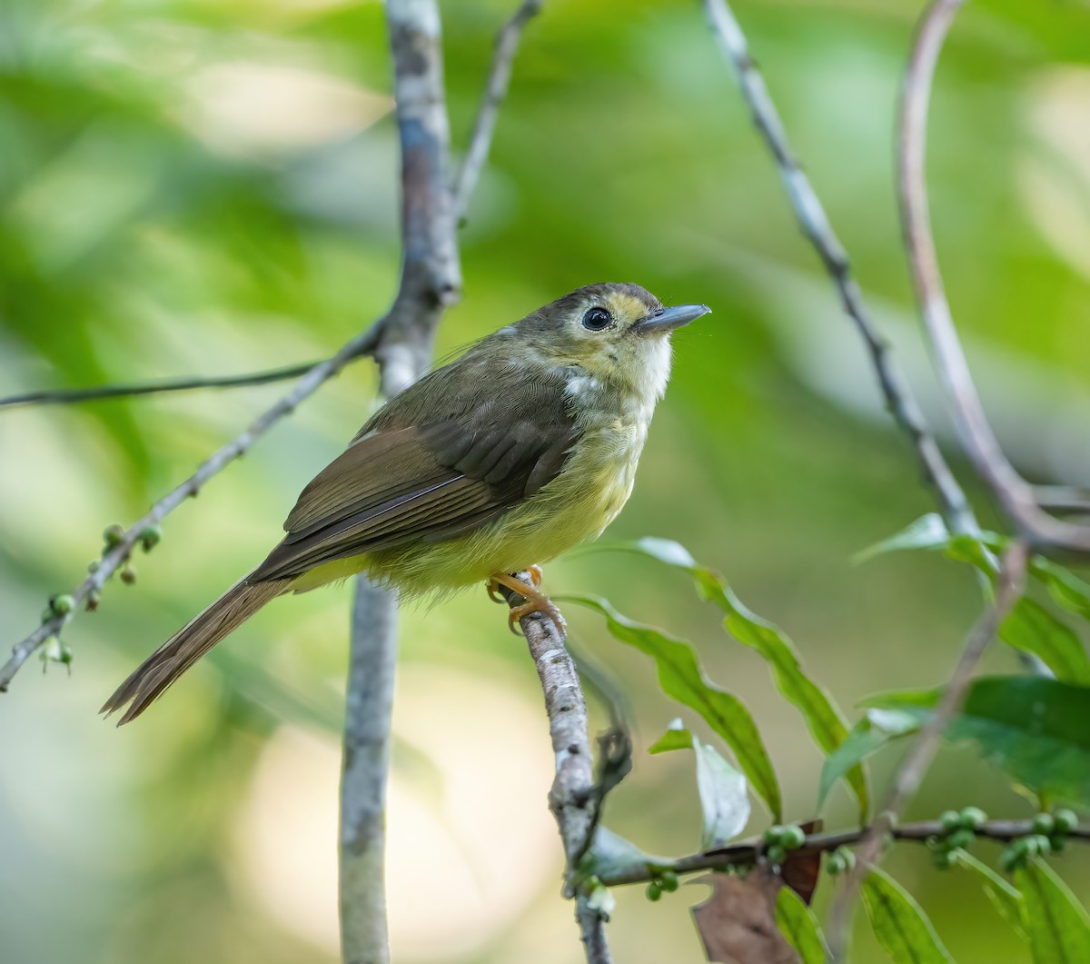 Hairy-backed Bulbul - ML622056344