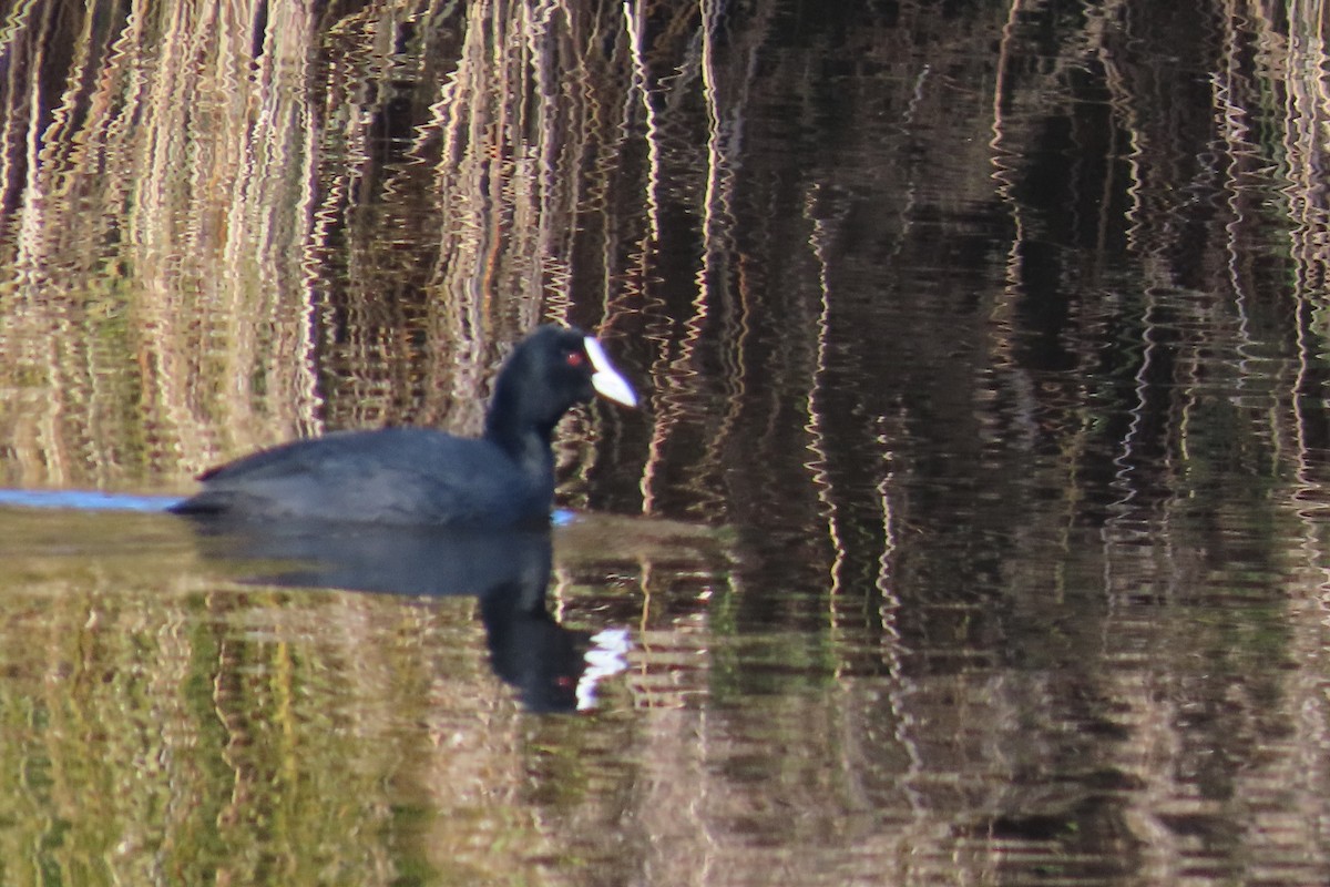 Eurasian Coot - ML622056345