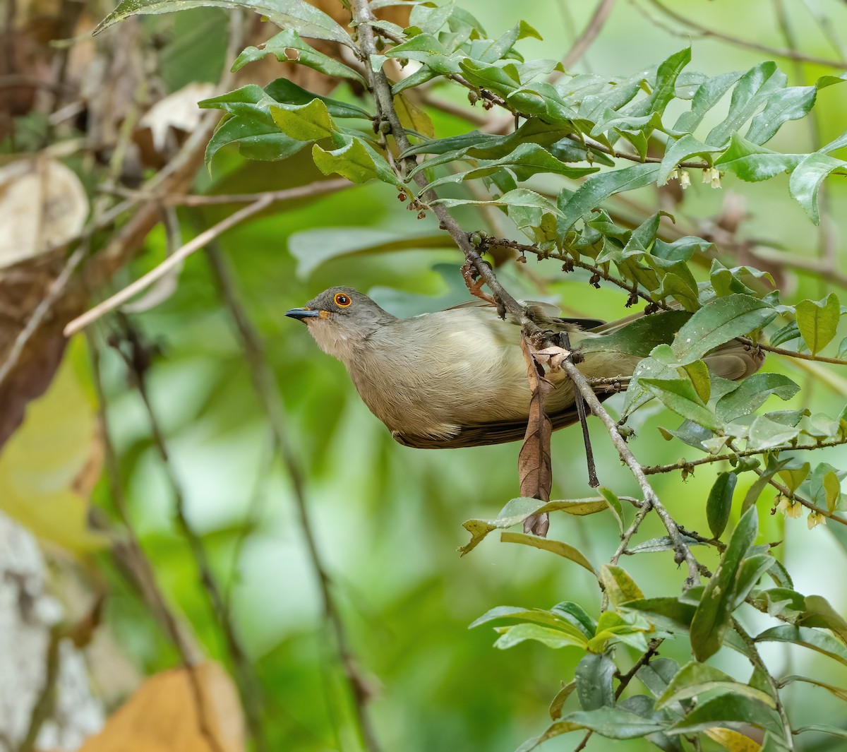 Spectacled Bulbul - ML622056347