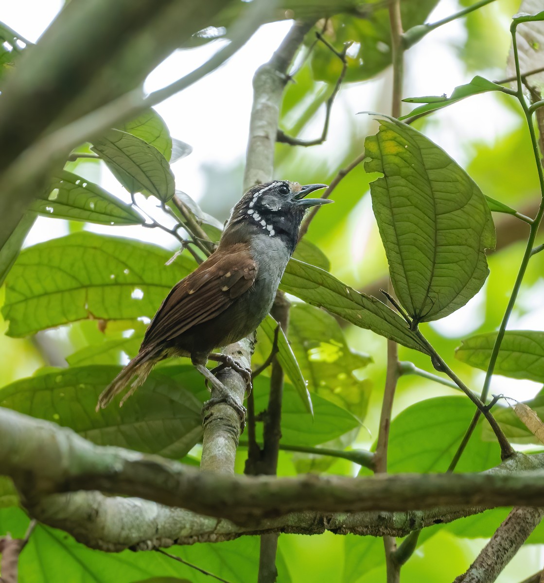 White-necked Babbler - ML622056348