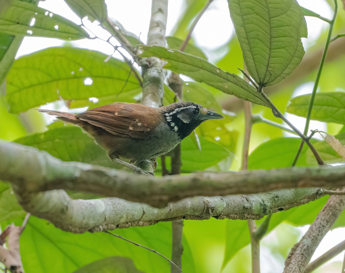 White-necked Babbler - ML622056349