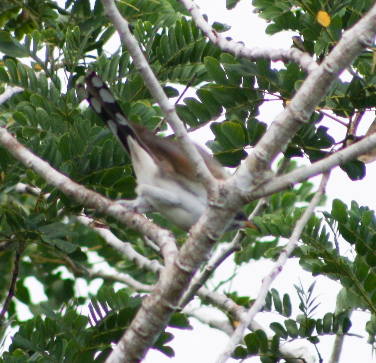 Yellow-billed Cuckoo - ML622056351