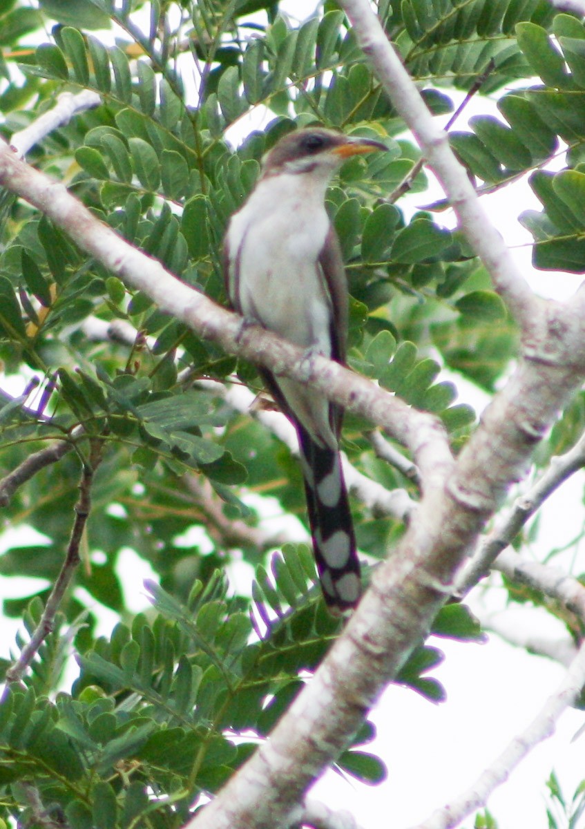 Yellow-billed Cuckoo - ML622056352