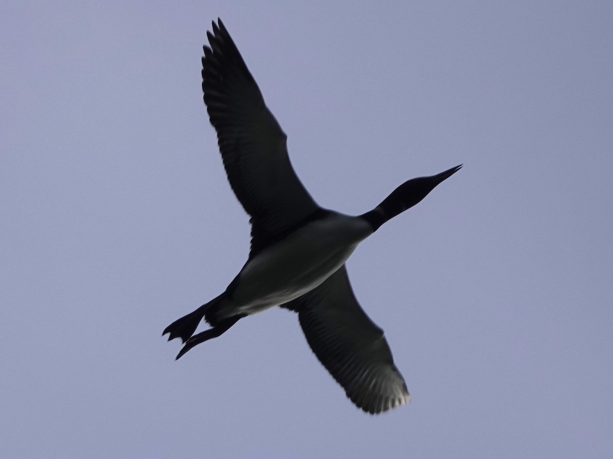 Common Loon - ML622056353