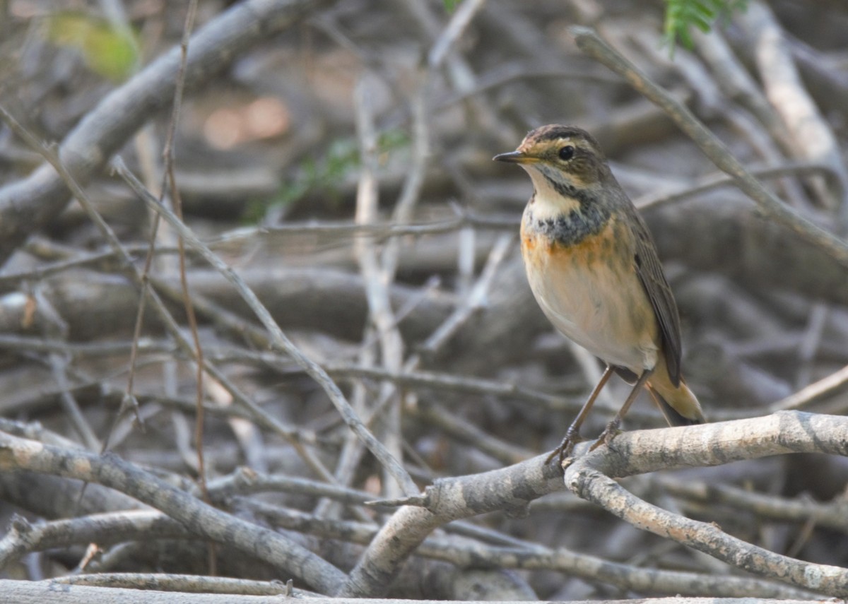 Bluethroat - ML622056354