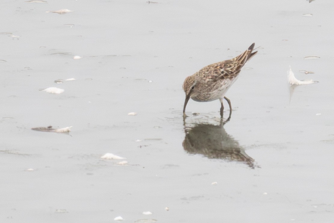 White-rumped Sandpiper - ML622056357