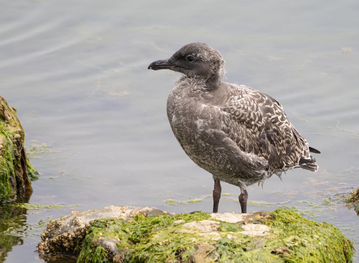 Western Gull - ML622056359