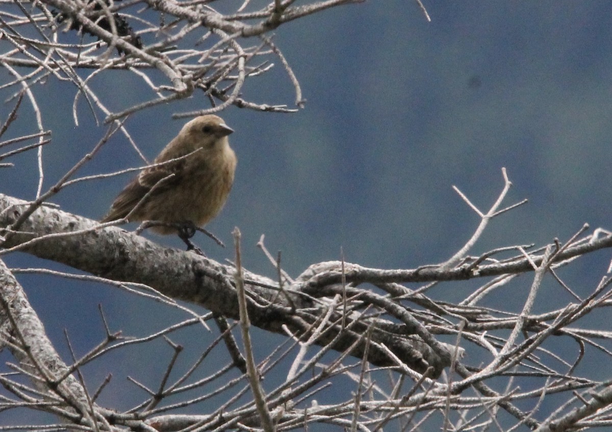 Brown-headed Cowbird - Andrew Eller