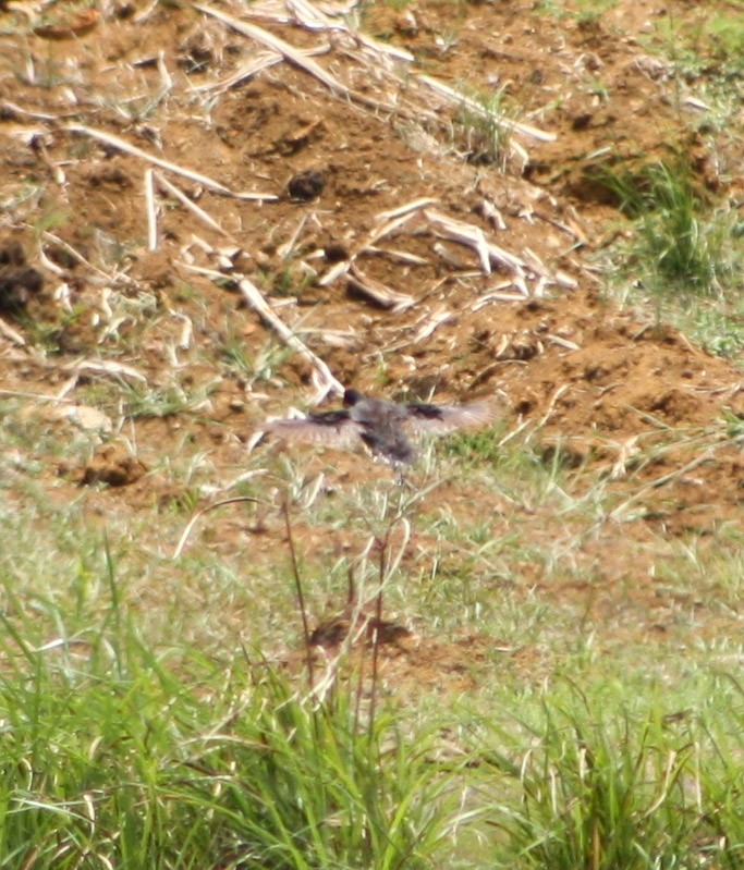 Common Gallinule - ML622056361