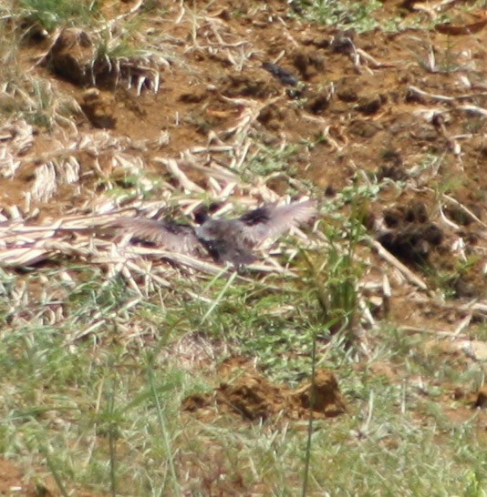 Common Gallinule - ML622056363