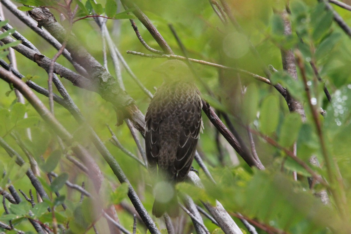 Brown-headed Cowbird - ML622056364