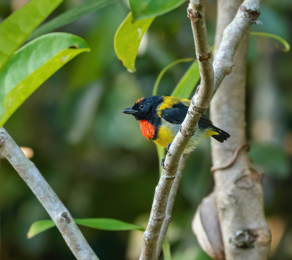 Scarlet-breasted Flowerpecker - ML622056365