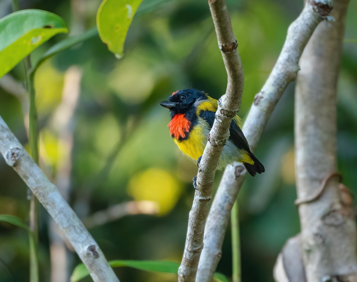 Scarlet-breasted Flowerpecker - ML622056366