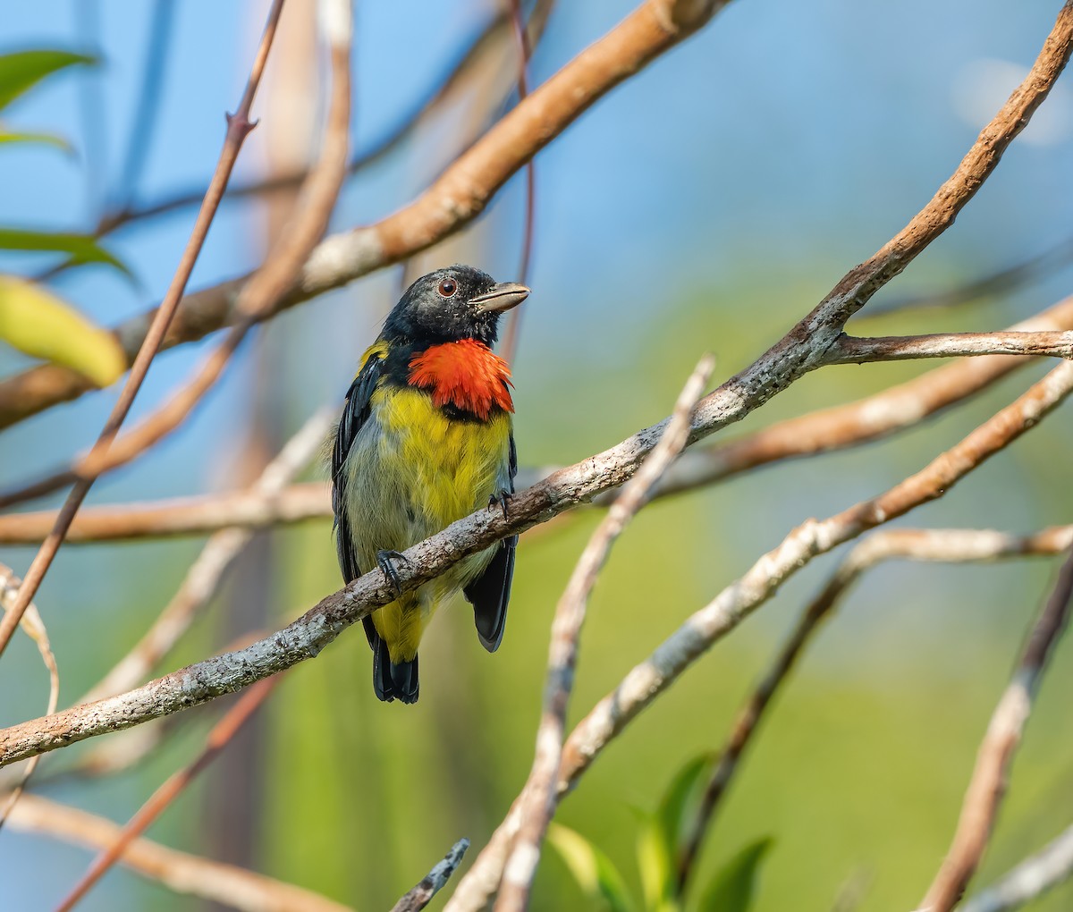 Scarlet-breasted Flowerpecker - ML622056367