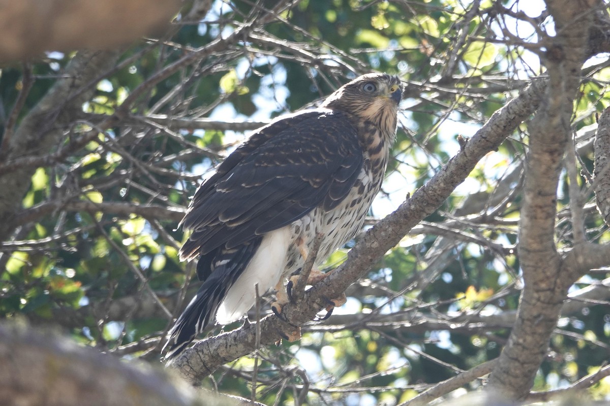 Cooper's Hawk - ML622056369