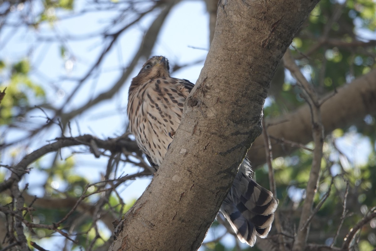 Cooper's Hawk - ML622056370