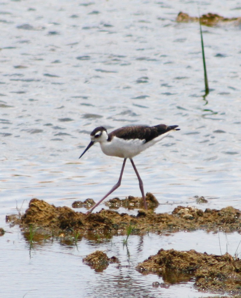 Black-necked Stilt - ML622056372