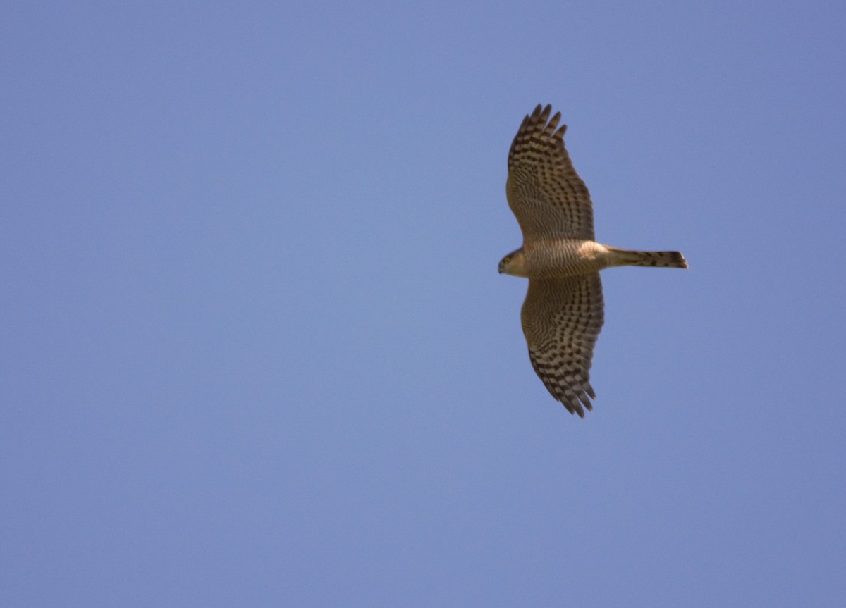 Eurasian Sparrowhawk - Behnam  Molkaraee