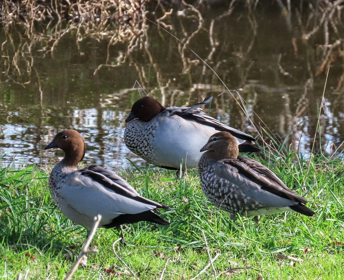 Maned Duck - ML622056374