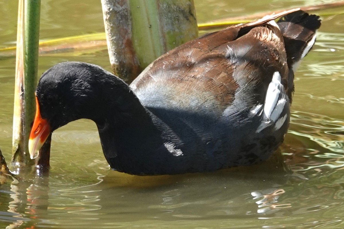 Common Gallinule - Melissa Johnson