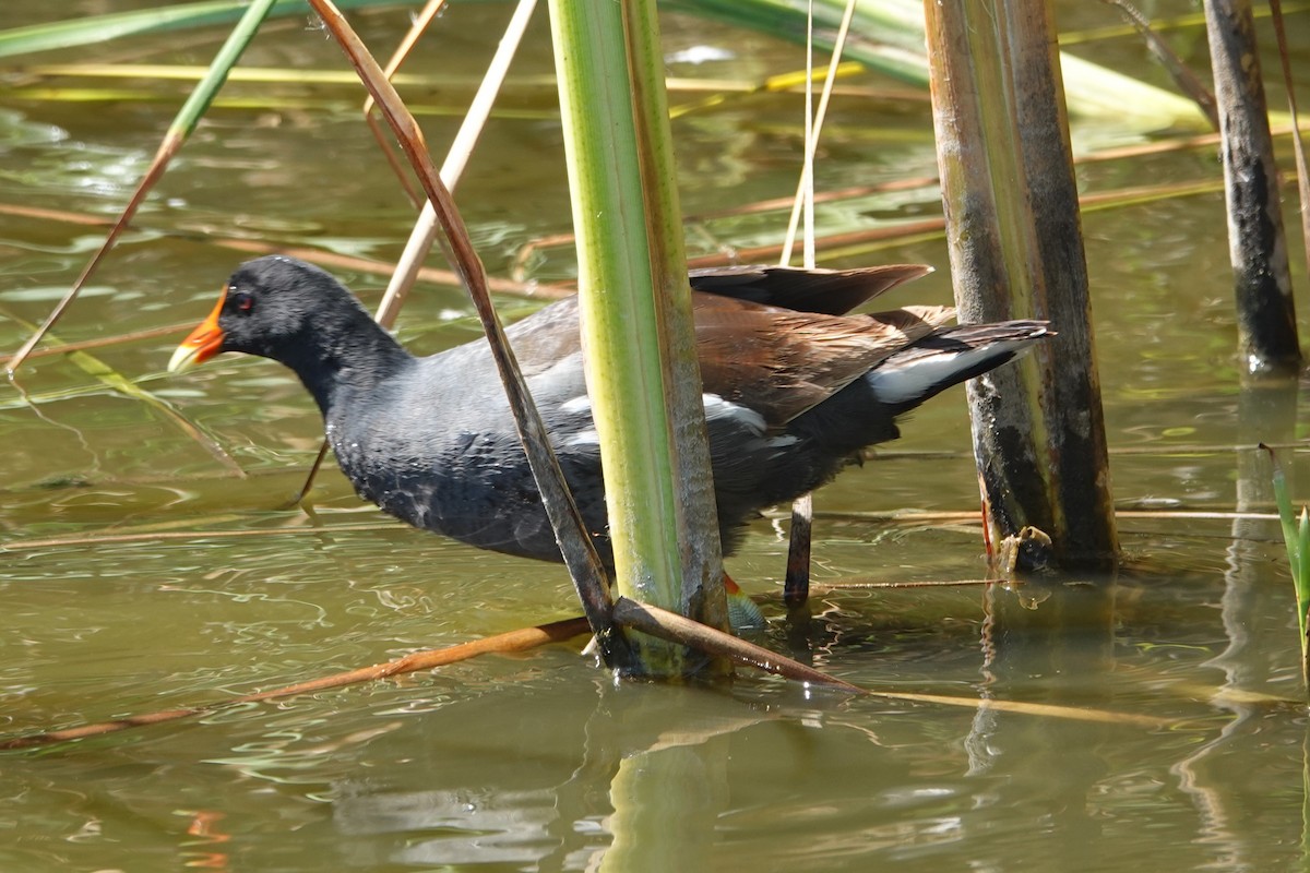 Common Gallinule - ML622056377