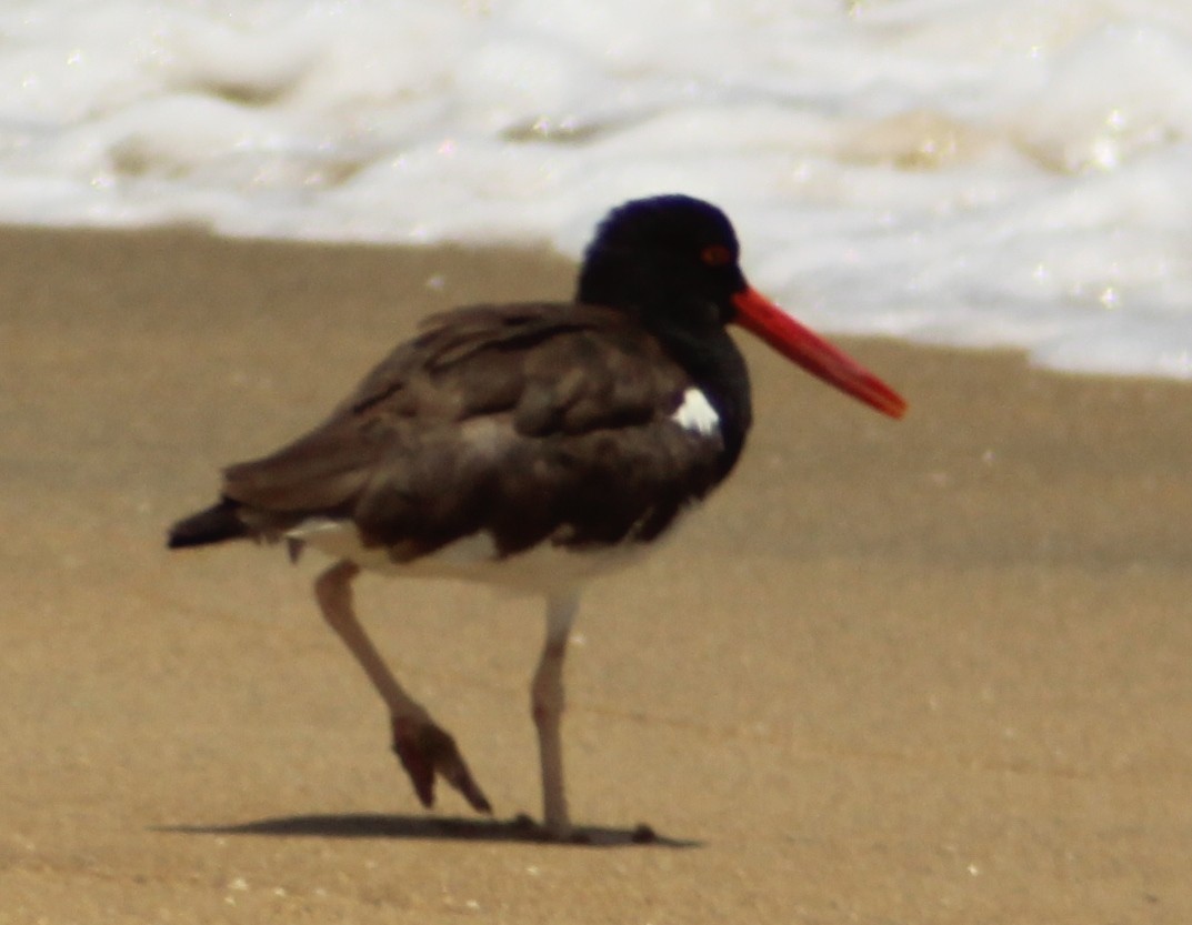 American Oystercatcher - ML622056378