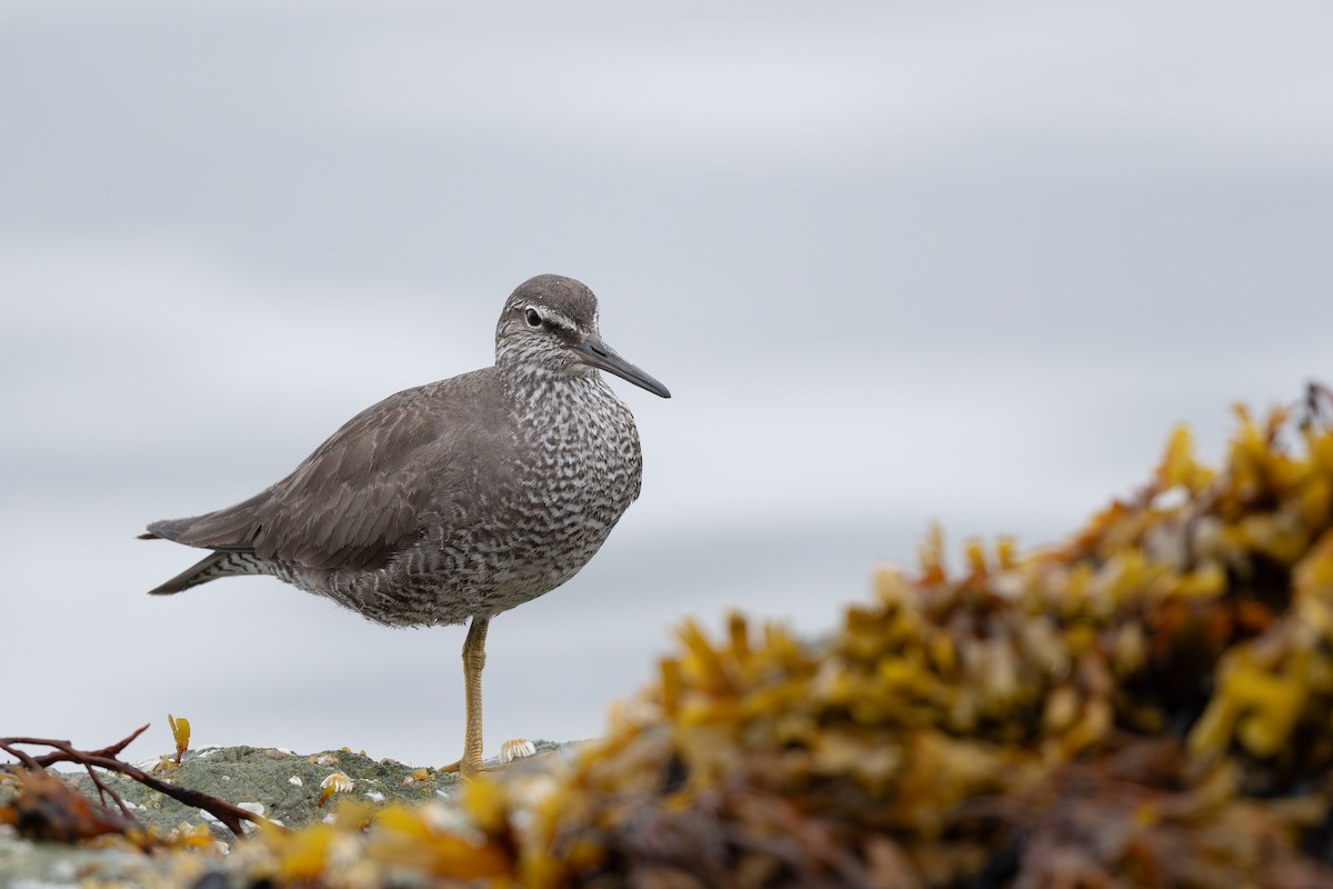 Wandering Tattler - ML622056402