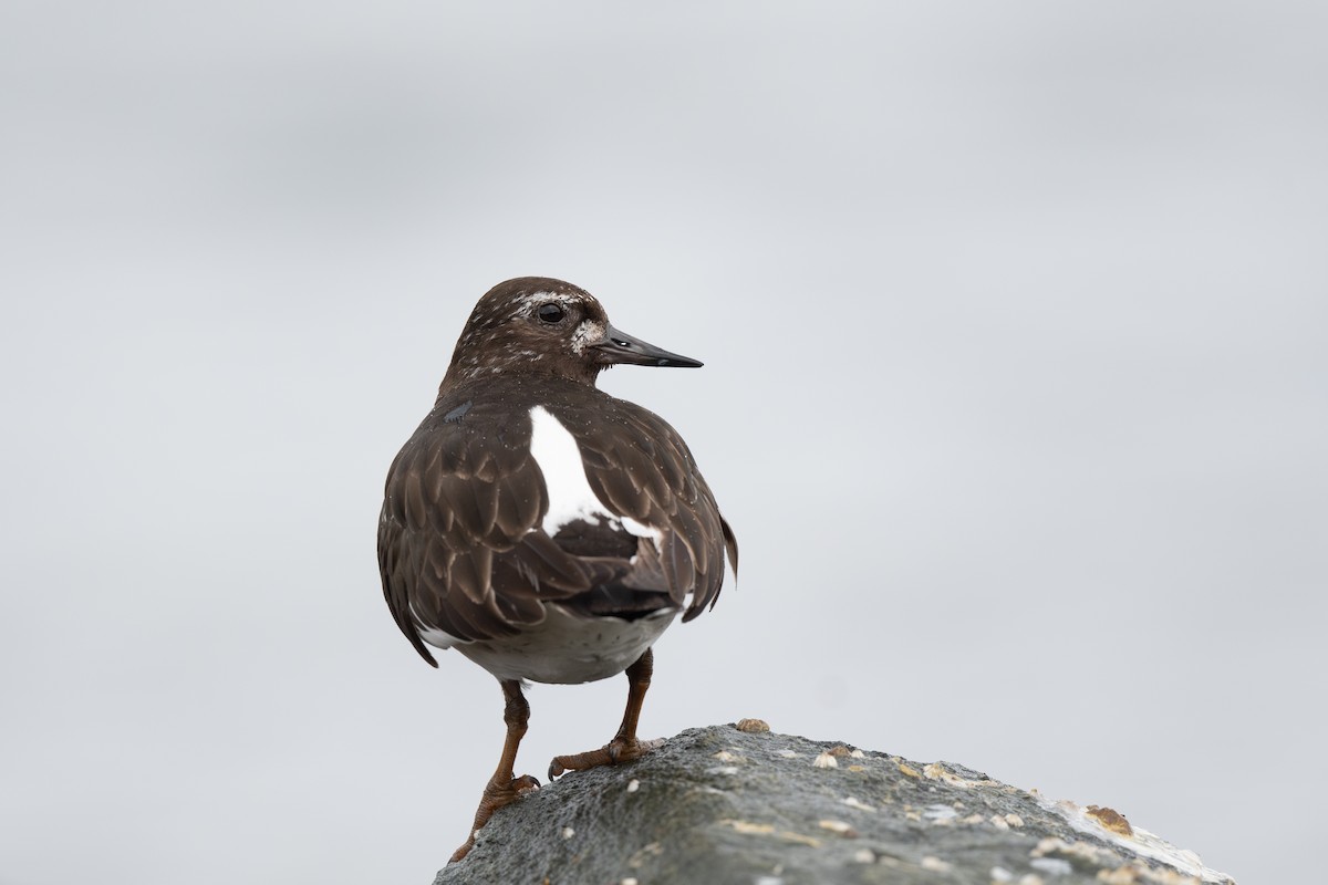 Black Turnstone - ML622056406