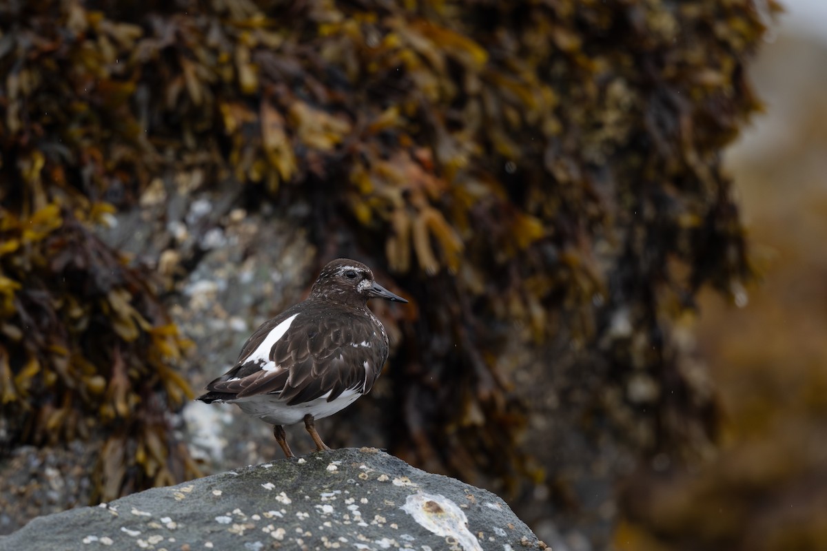 Black Turnstone - ML622056407