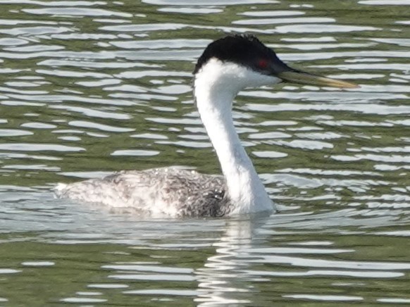 Western Grebe - ML622056408