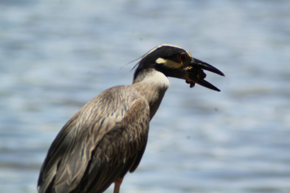 Yellow-crowned Night Heron - ML622056409