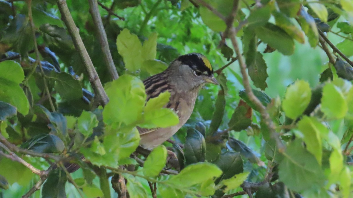 Golden-crowned Sparrow - ML622056412