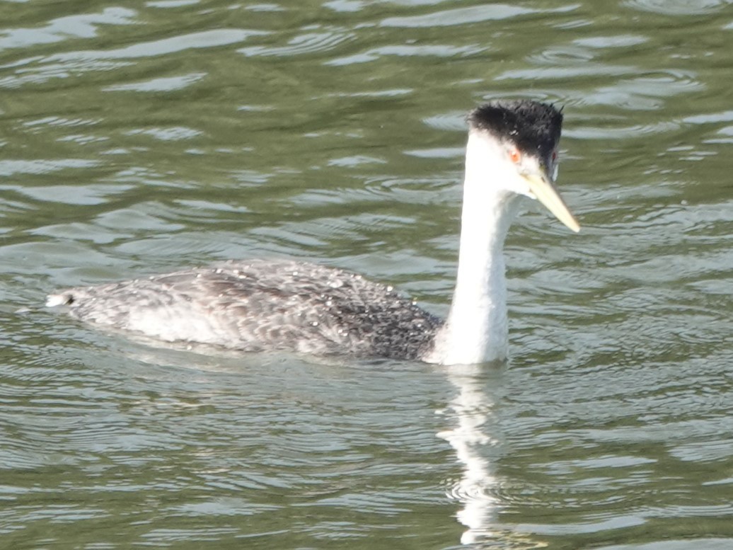 Clark's Grebe - ML622056413