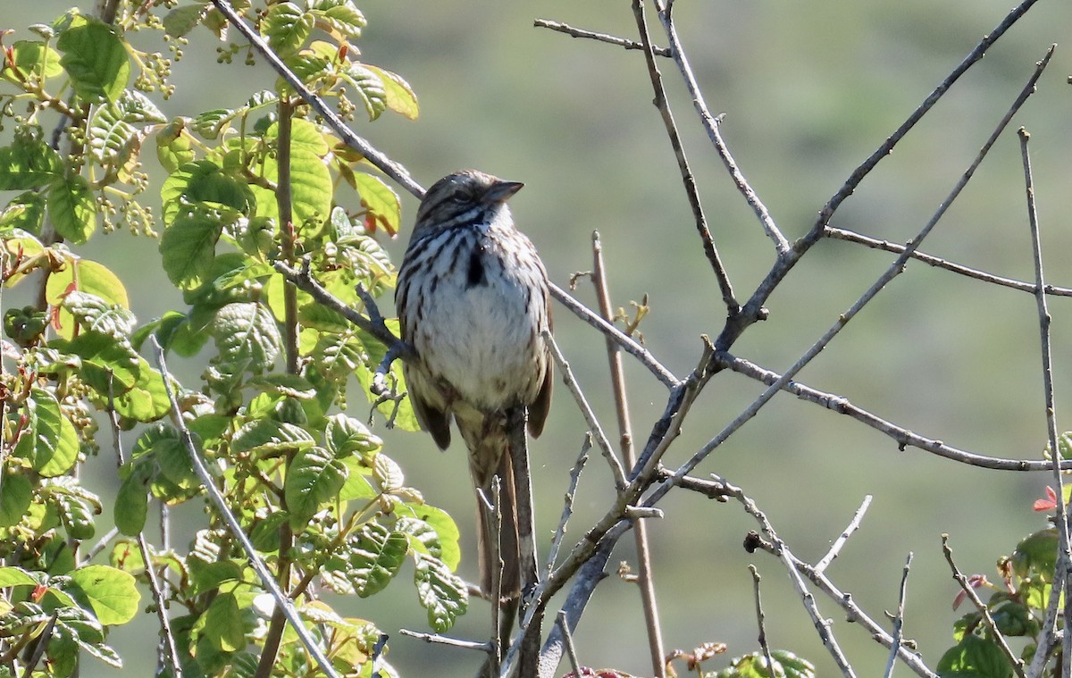 Song Sparrow - ML622056415