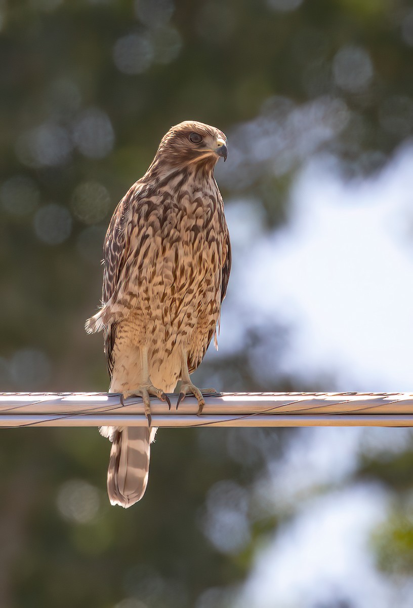 Red-shouldered Hawk - ML622056416