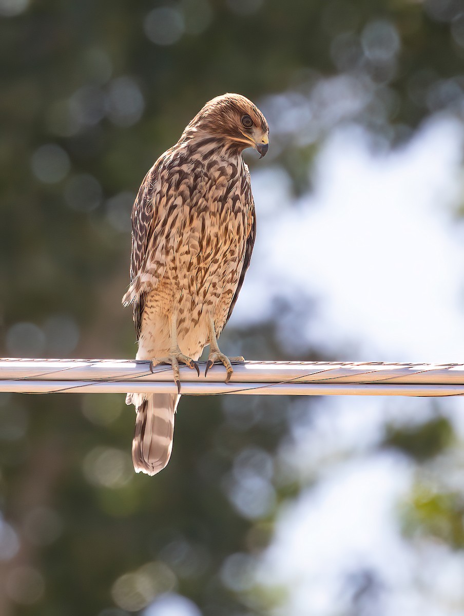 Red-shouldered Hawk - ML622056417