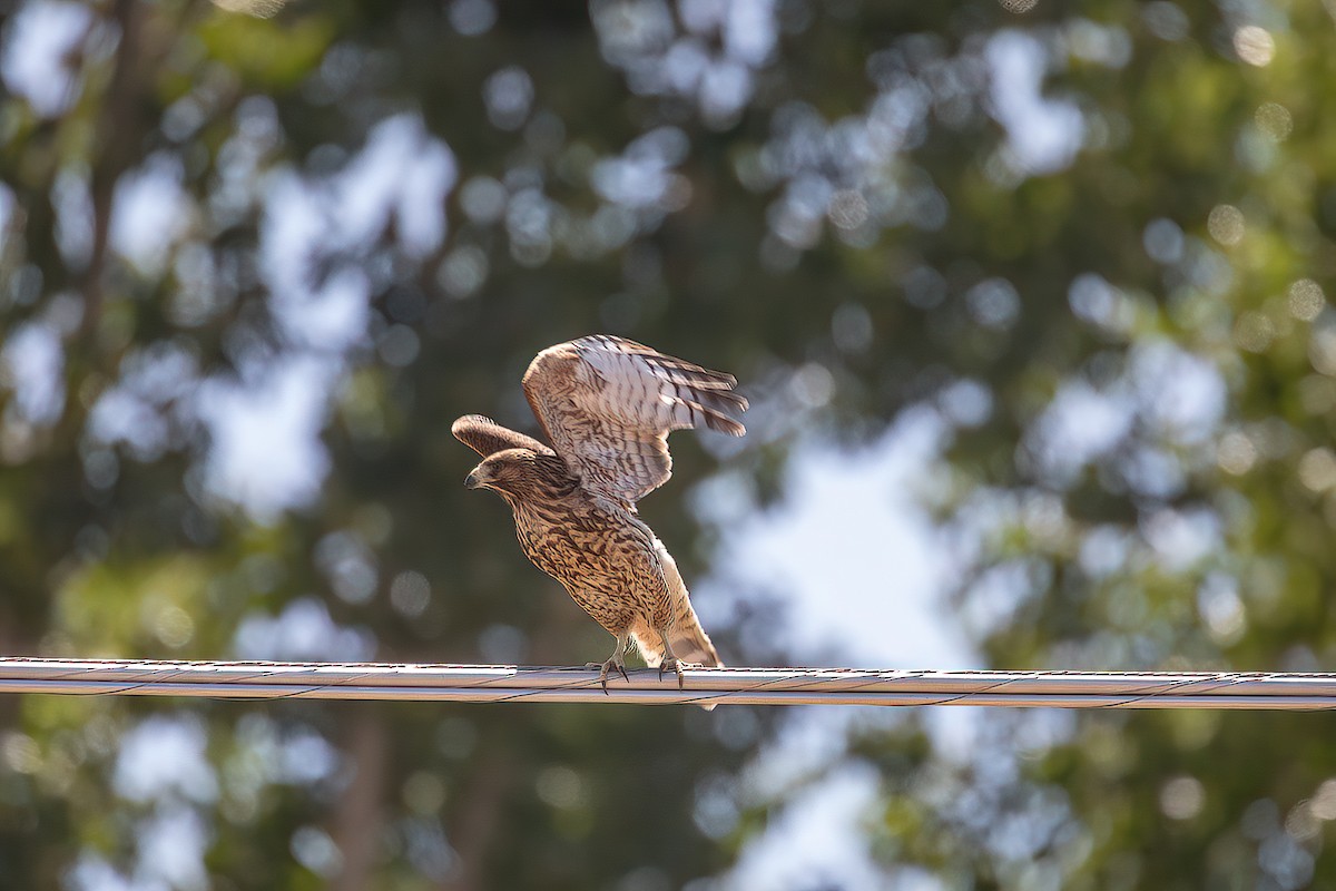 Red-shouldered Hawk - ML622056418