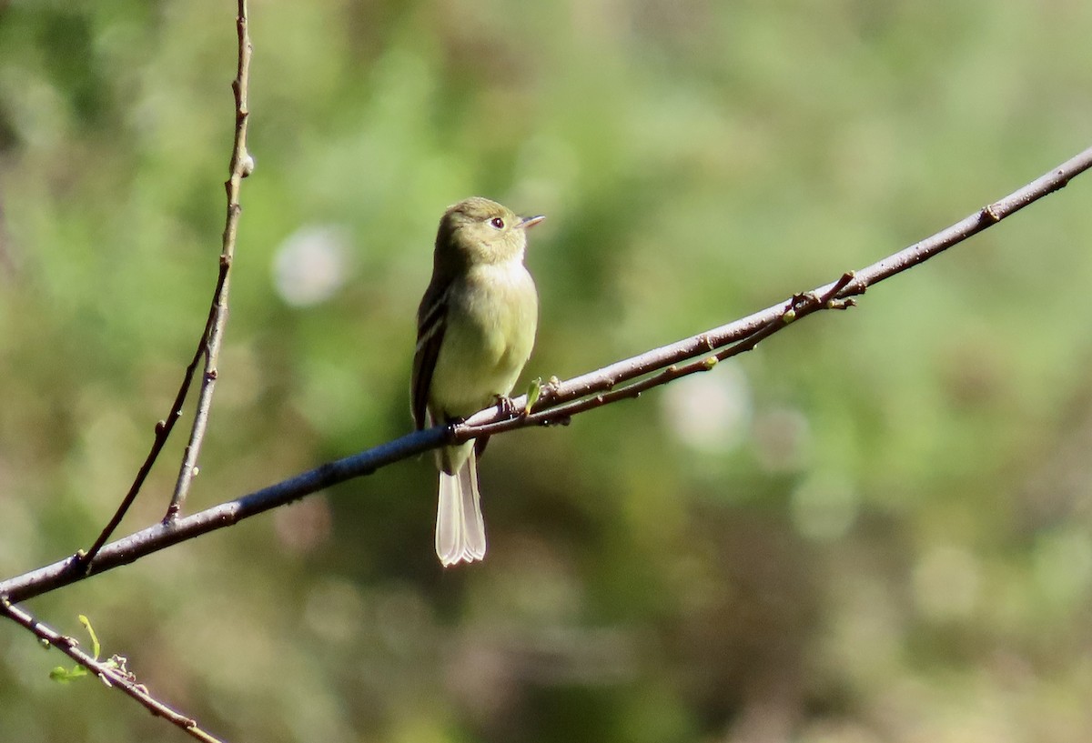 Western Flycatcher (Pacific-slope) - ML622056419